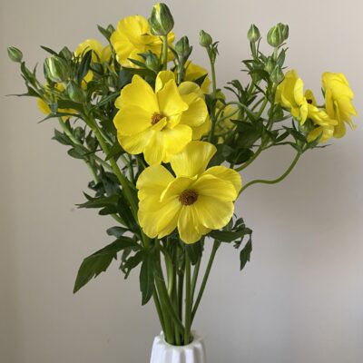 Ranunculus Butterfly (10 St Bunch)<span> - </span>Yellow