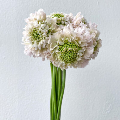 Scabiosa Focal 50cm (10 St Bunch)<span> - </span>French Vanilla
