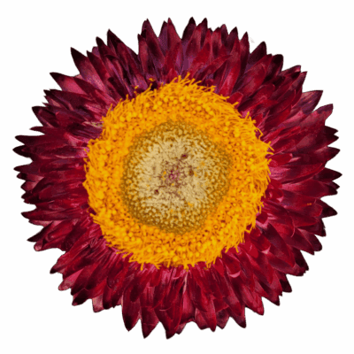 Strawflowers (10 St Bunch)