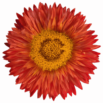 Strawflowers (10 St Bunch)<span> - </span>Orange