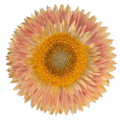 Strawflowers (10 St Bunch)<span> - </span>Peach