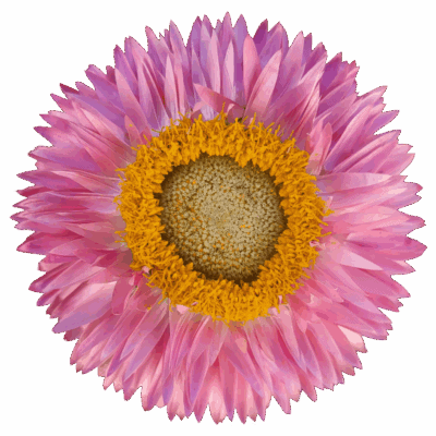 Strawflowers (10 St Bunch)<span> - </span>Pink