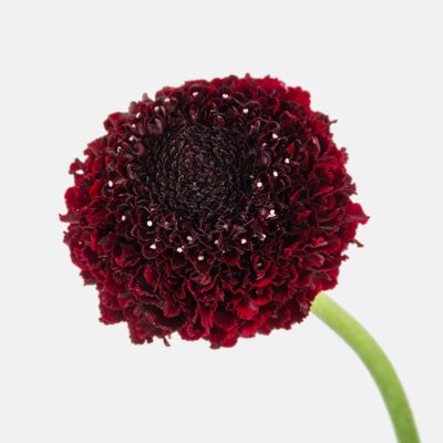 Scabiosa Focal 50cm (10 St Bunch)<span> - </span>Marashino Bon Bon Burgundy
