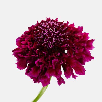 Scabiosa Focal 50cm (10 St Bunch)<span> - </span>Merlot