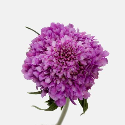 Scabiosa Focal 50cm (10 St Bunch)<span> - </span>Pepermint Bon Bon Lavender