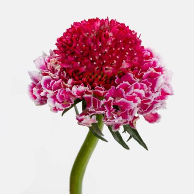 Scabiosa Focal 50cm (10 St Bunch)<span> - </span>Pink Bicolor