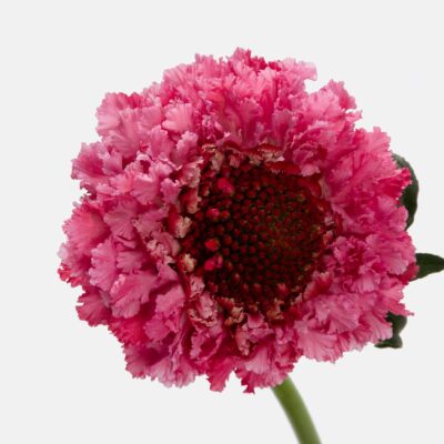Scabiosa Focal 50cm (10 St Bunch)<span> - </span>Popsicle Focal Pink