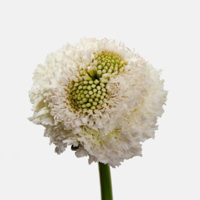 Scabiosa Focal 50cm (10 St Bunch)<span> - </span>White