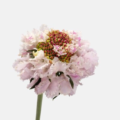 Scabiosa Focal 50cm (10 St Bunch)<span> - </span>Sweetness Bon bon Lavender Light