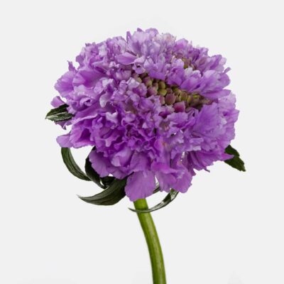 Scabiosa Focal 50cm (10 St Bunch)<span> - </span>Teaberry Lavender