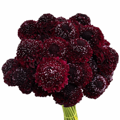 Scabiosa Focal 50cm (10 St Bunch)<span> - </span>Blackberry Burgundy