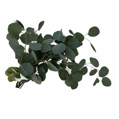 Eucalyptus Polyanthemus