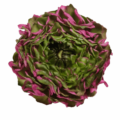 Ranunculus Pon Pon
