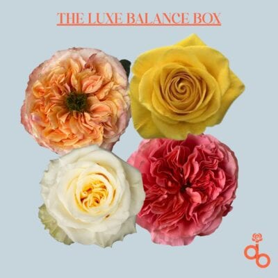 The Luxe Balance Box