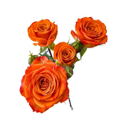 Spray Orange Saona