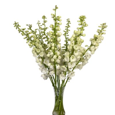 Delphinium Galahad White