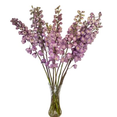 Delphinium Astolat Lavender Mauve
