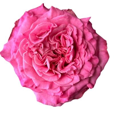 Passion in Pink