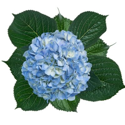 Hydrangeas Shocking Blue Select