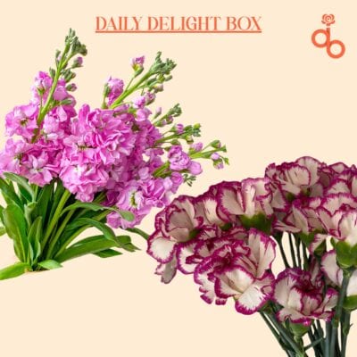 Daily Delight Box