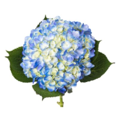 Hydrangeas Blue Premium