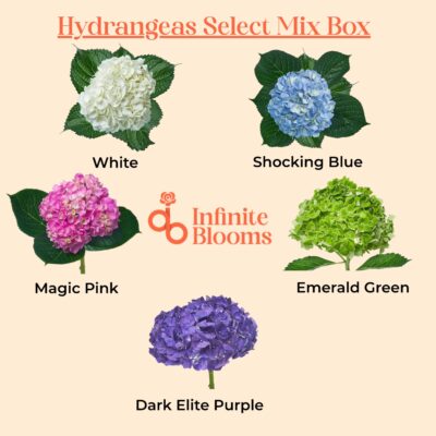 Hydrangeas Select Mix Box