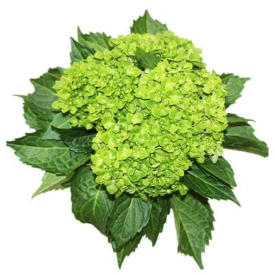 Hydrangeas Mini Green