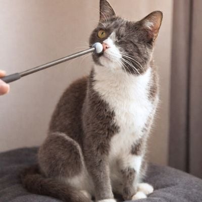 Katze beim Katzentraining Clickertraining mit Nasentarget