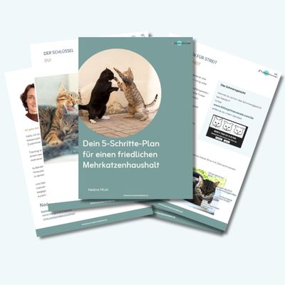 Der gratis Fünf Schritte Plan für einen friedlichen Mehrkatzenhaushalt