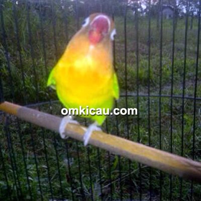 Lovebird Dora