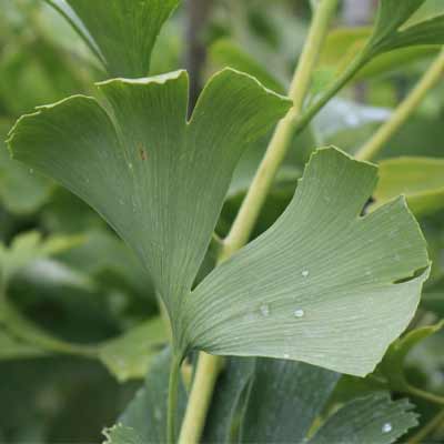 Ginkgo Biloba