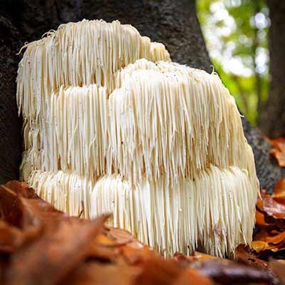 Lion's Mane Mushroom