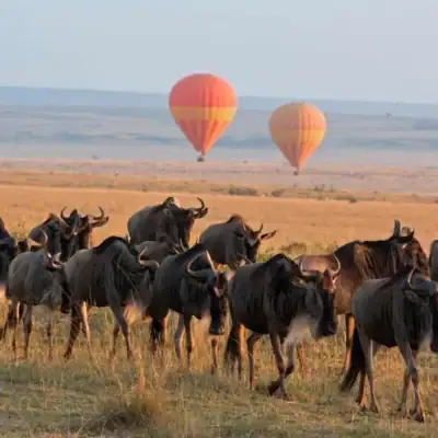 Kenya Safaris