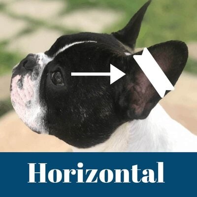 Ear cropping horizontal taping method.When Do Boston Terriers Ears Stand Up?  What If They Don’t? Boston Terrier Society.