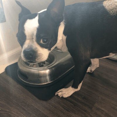 How Much Does a Boston Terrier Need to Eat? Boston Terrier Society.