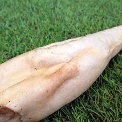 Rabo de Búfalo 30 cm