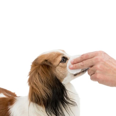 Gasas con Aloe Vera para Limpiar el Lagrimal