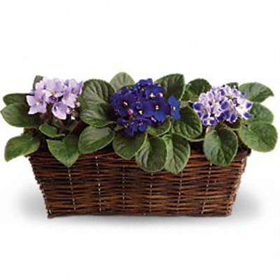 סיגליות בסלסלה - פרחי שובל