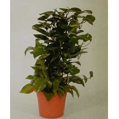 עציץ פוטוס - פרחי אוריינטל