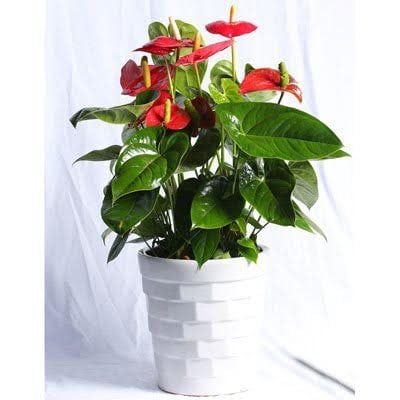 עציץ 5 - פרחי אביה