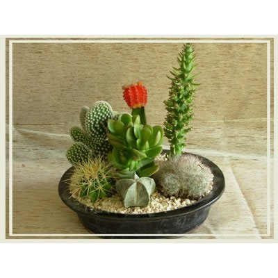 קוקטייל קקטוסים 9 - פרחי אורית