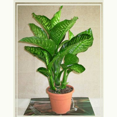 אמנה טרופיק - פרחי אורית