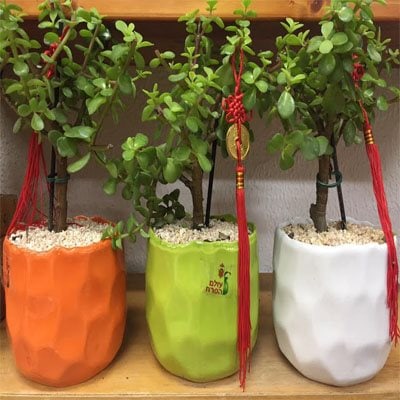 צמח הכסף - פרחי ויולט