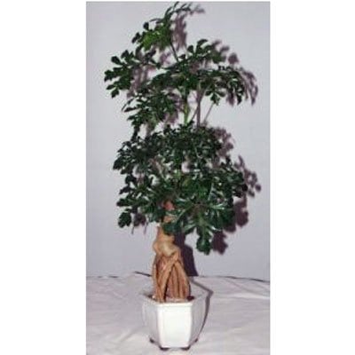 בונסאי עץ האהבה - פרחים קוליברי