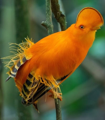 The beautiful Cock of the Rock bird