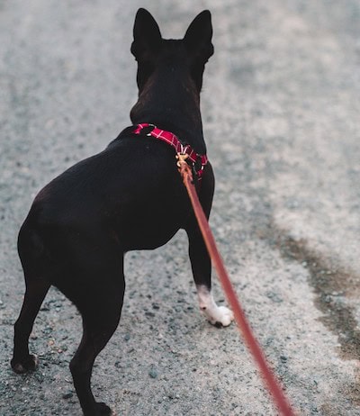 black dog on a leash