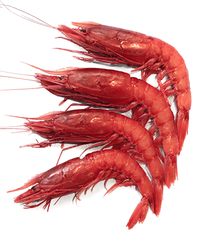 Gambero Rosso