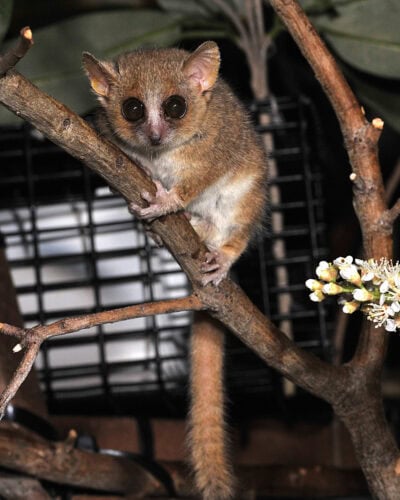 The extinct Gujarat primates appear to be most similar to the gray mouse lemur, Microcebus murinus, pictured here. Photo: David Haring, Duke Lemur Center