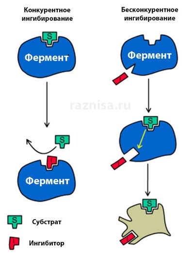 Разница между Обратимым и Необратимым ингибированием ферментов 2 Конкурентное и бесонкурентное ингибирование ферментов