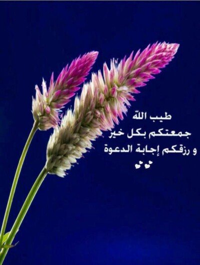 كولكشن صور يوم الجمعة.